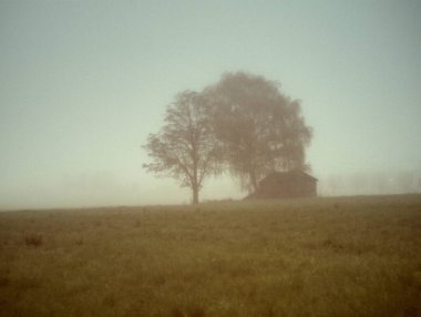 Tarladaki güzel bir ağaç görüntüsü.