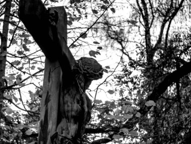 Parktaki bir ağacın siyah beyaz fotoğrafı.