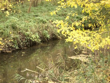 Parktaki güzel nehir