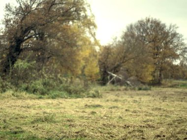 Güzel sonbahar orman manzarası