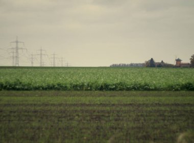 Büyük bir bitki ve bulutlu bir gökyüzü ile yeşil alan