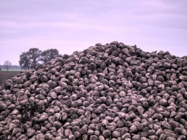 Ormanda bir koyun sürüsü