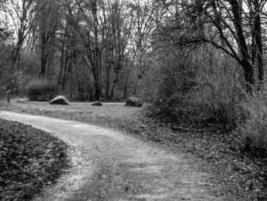 Ormandaki bir yolun siyah beyaz fotoğrafı.