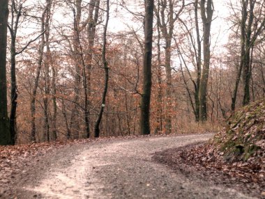Sonbahar ormanında yol