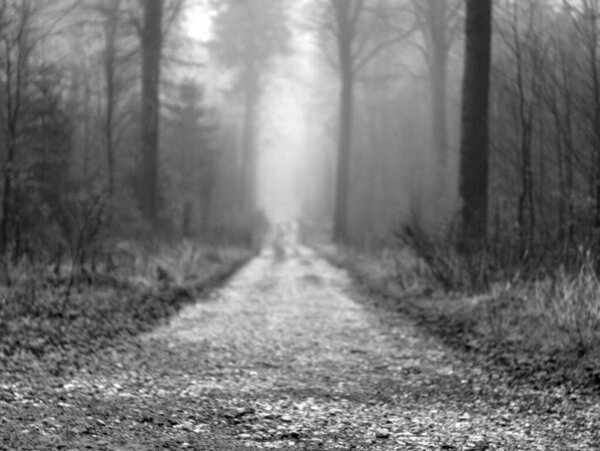 misty morning in the forest
