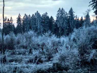 Karla kaplı ağaçlarla kaplı güzel kış manzarası