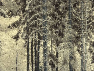 Karlı güzel kış ormanı