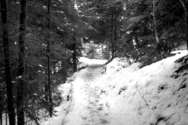 Gri tonlu, ormanda bir yolun yakın plan çekimi.