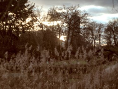 Ormanın güzel manzarası