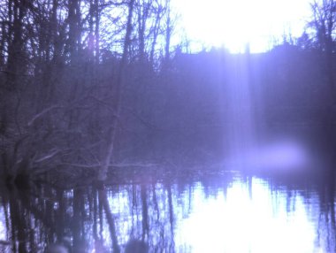 Ormanın güzel manzarası