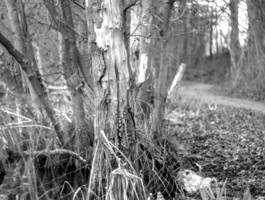 Ormandaki bir ağacın siyah beyaz fotoğrafı.