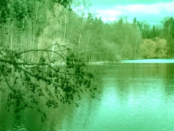 Ormandaki nehrin güzel manzarası