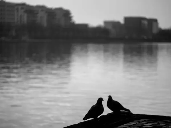 Siyah beyaz bir çiftin yakın plan fotoğrafı.