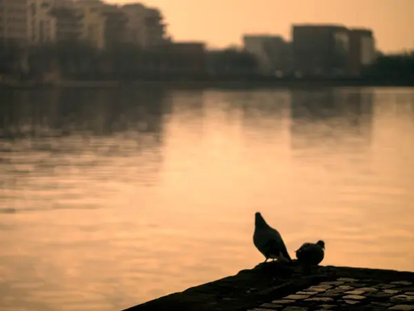 Göldeki bir kuşun silueti