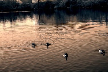 Parktaki nehrin güzel manzarası