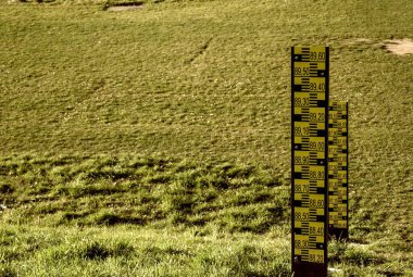 Yerdeki sarı çimenler