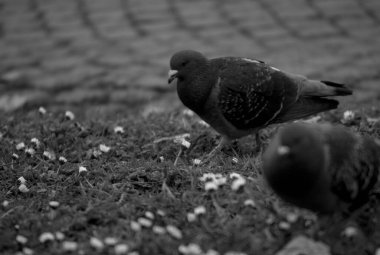Parkta bir çift güvercin.