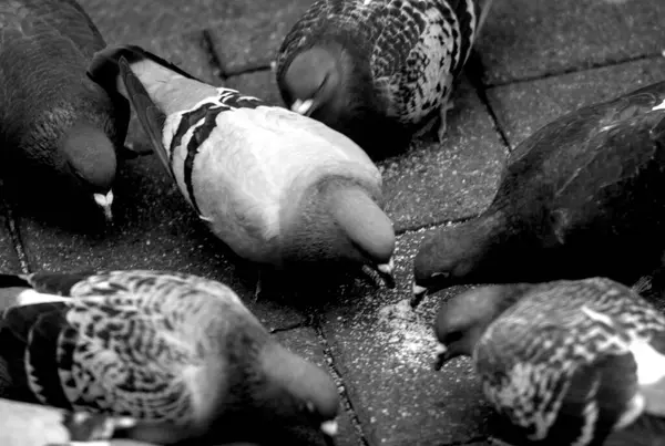 Karda bir sürü ördek.