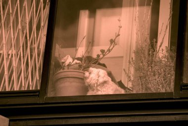 Köpek Barselona 'da