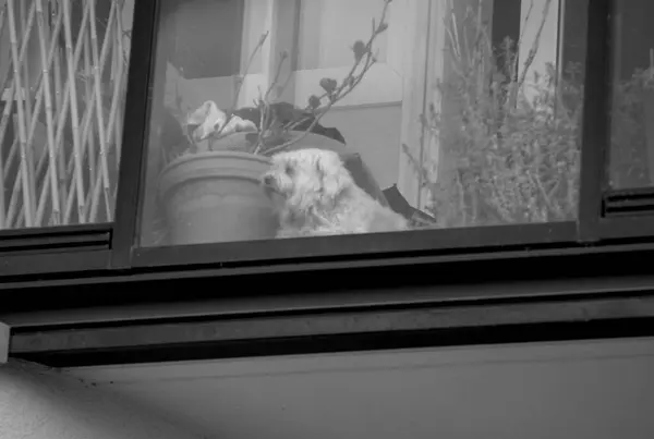 bir köpeğin siyah beyaz fotoğrafı.