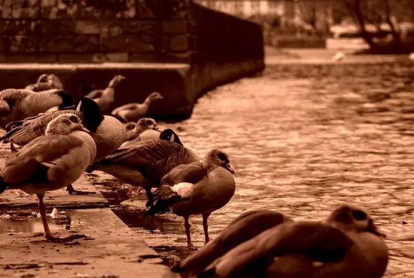 Parktaki kuş sürüsü