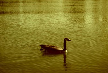 güzel kuğu gölde Yüzme