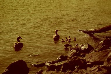 Güzel göl manzarası