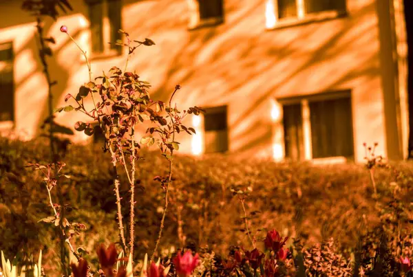 Bahçedeki duvarda kırmızı çiçekler.