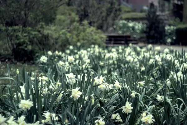 Bahçedeki güzel çiçekler