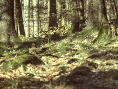 Ormanın güzel manzarası