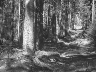 Ormandaki bir ağacın siyah beyaz fotoğrafı.