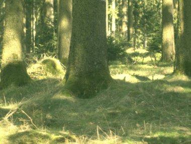 Doğanın güzel manzarası