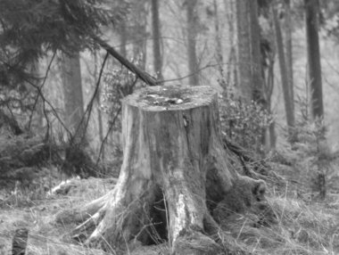 Ormandaki ağaç gövdesi