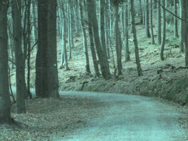 Ormanın güzel manzarası