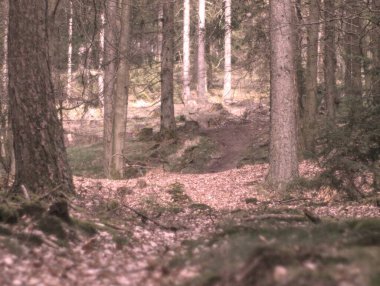 Arka planda ağaç olan bir ormanın dikey görüntüsü.