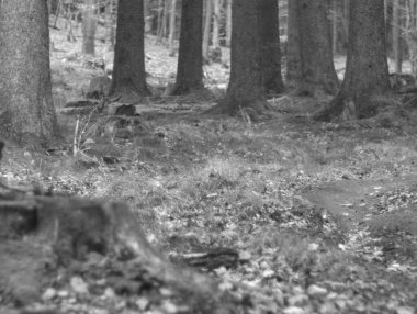 Ormanda yürüyen genç bir adamın siyah beyaz görüntüsü.