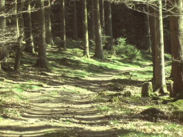 Ağaçları ile orman yolu