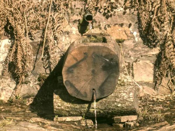 Ormandaki eski ahşap ev