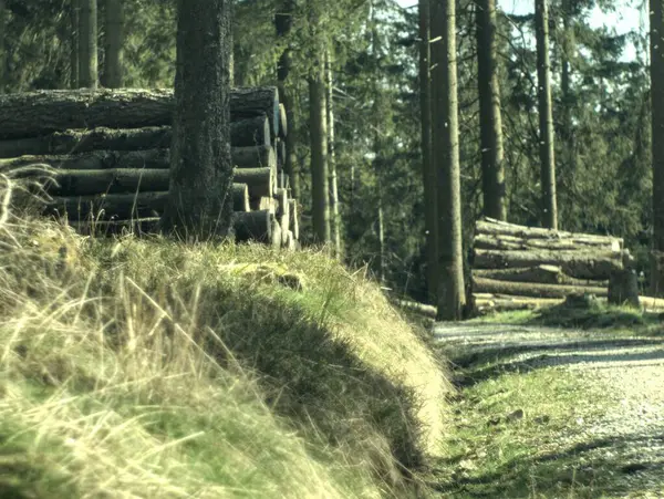 Güzel sonbahar ormanı, doğa arka planı