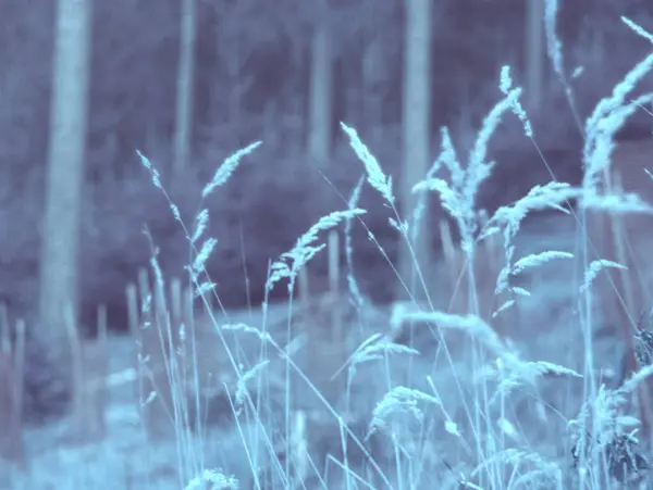 Ormanın güzel manzarası