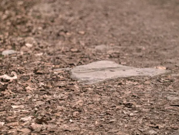 Eski ahşabın dokusu