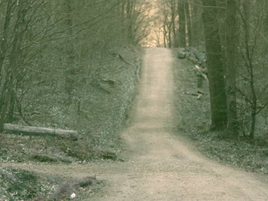 İlkbaharda orman, Slovakya