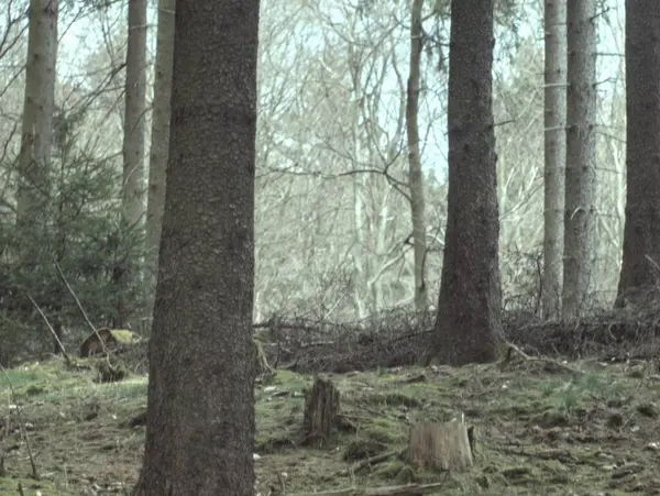 Baharda güzel bir orman