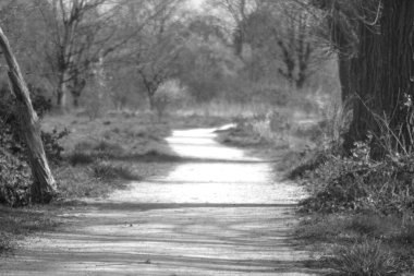 Ormanın ortasında güzel bir patika görüntüsü.