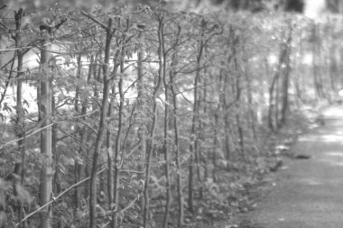 Siyah ve beyaz renkli bulanık doğa arkaplanı