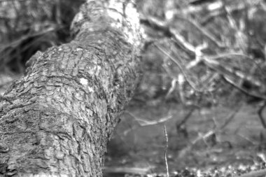 Ağaç gövdesinin görüntüsünü kapat