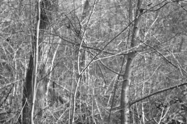 Siyah ve beyaz ağaç dokusu