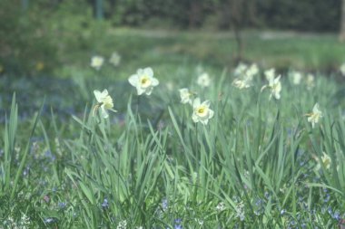 Bahçedeki güzel çiçekler
