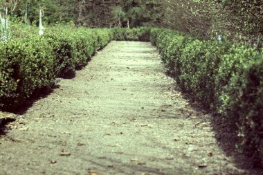 Bahçedeki yeşil bitkiler