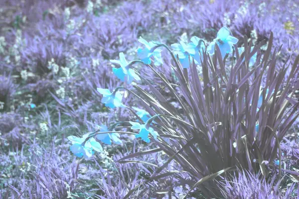 Bahçedeki güzel çiçekler